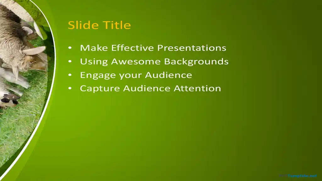Free Sheep PPT Template