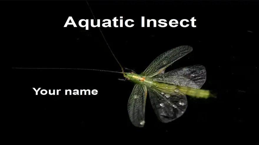 Aquatic insect template