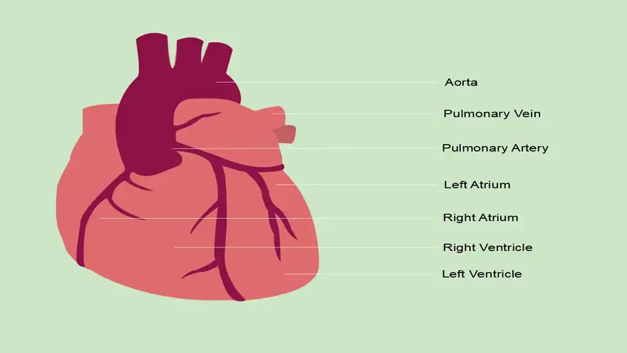 Body Parts Template