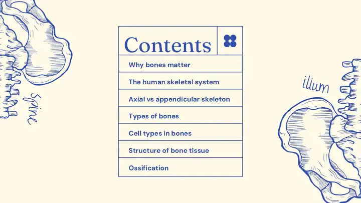 Bones Slides