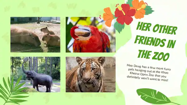 Cute Moo Deng Background Slides