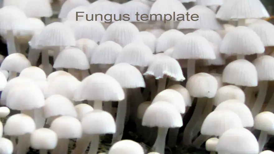 Free Fungus Template
