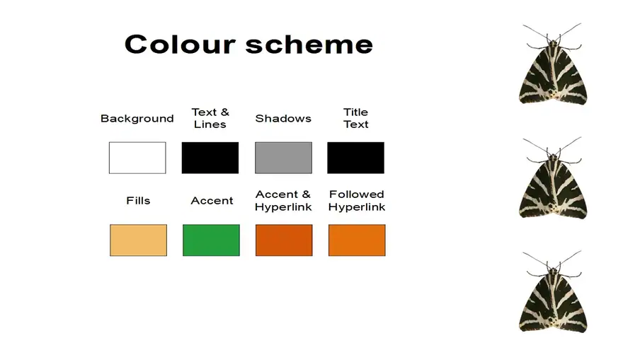 Moth PowerPoint template