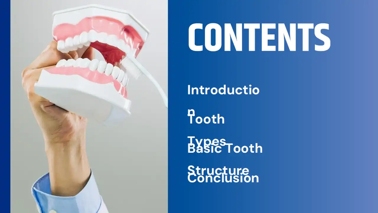 Structure Of Tooth Slides