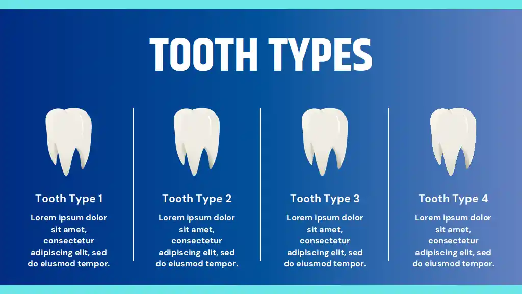 Structure Of Tooth Slides