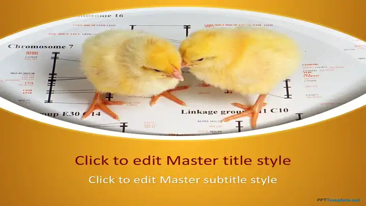 10211-chicks-ppt-template-0001