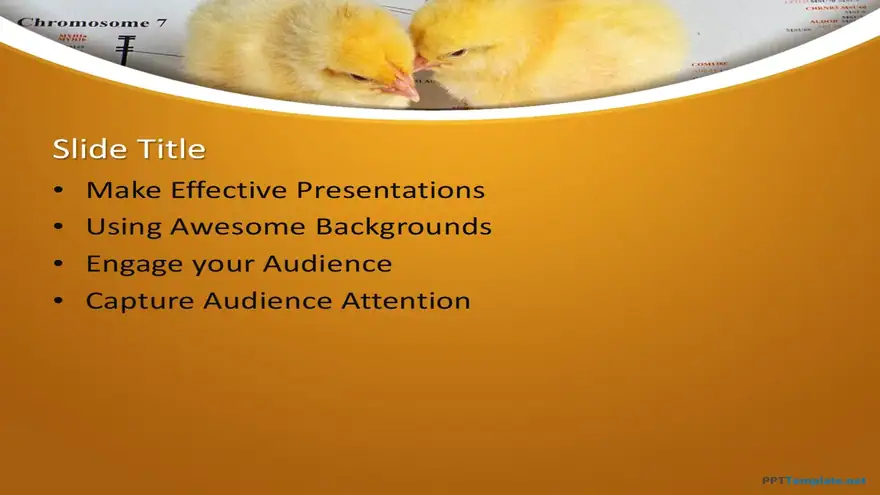 10211-chicks-ppt-template-0001