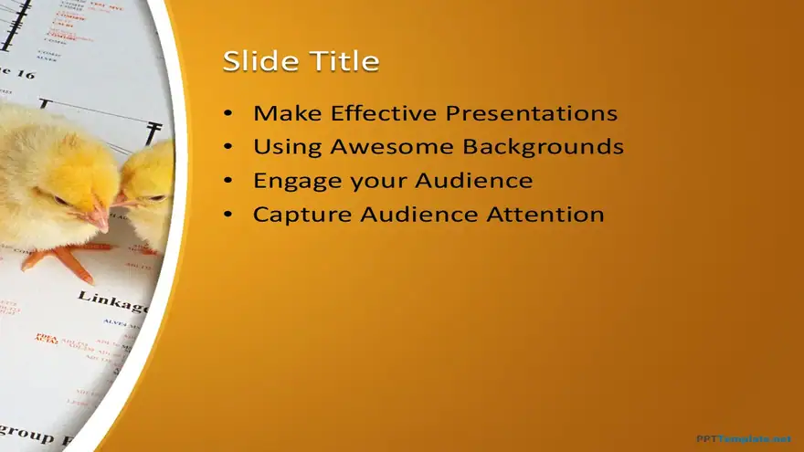 10211-chicks-ppt-template-0001