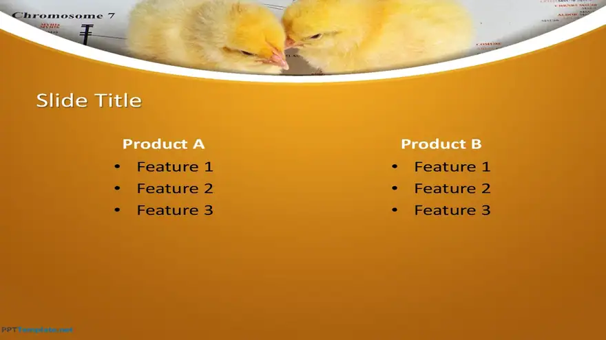 10211-chicks-ppt-template-0001