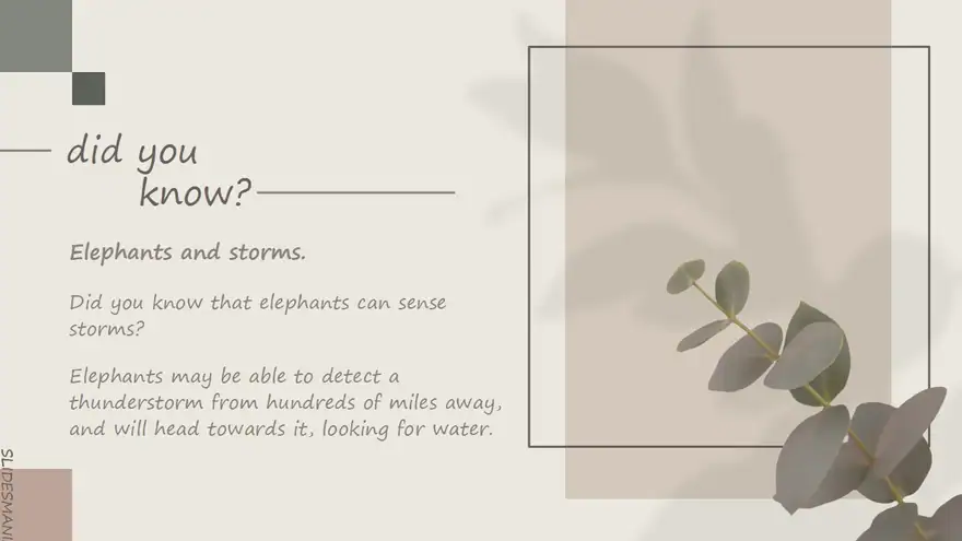 Agnes, elegant botanical theme.