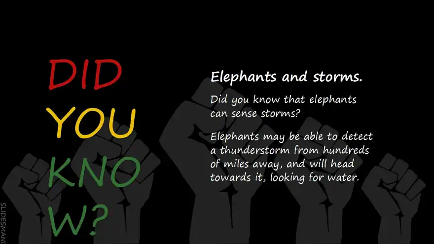 Black History Month slides presentation theme.