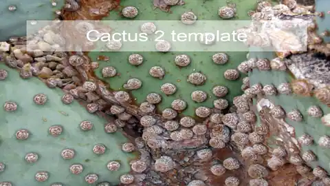 Cactus PowerPoint Template 2