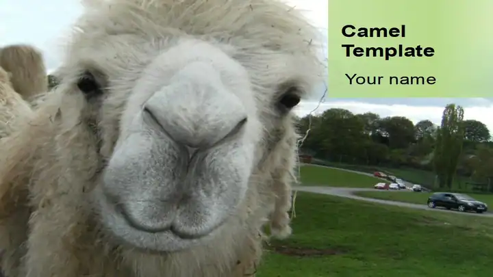 Camel PowerPoint Template