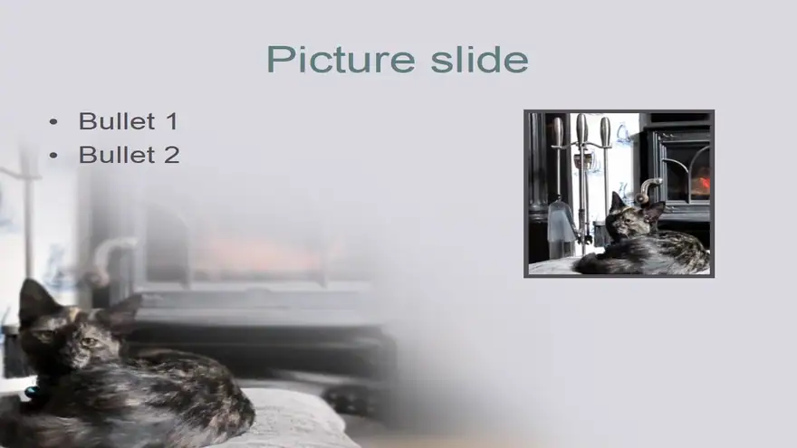 Cat Template