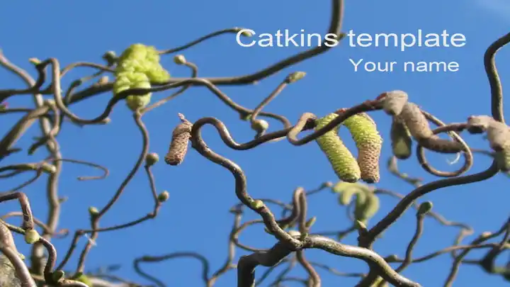 Catkins Template
