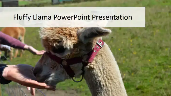 Fluffy Alpaca PowerPoint Presentation