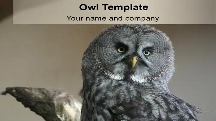 Free Owl PowerPoint Template