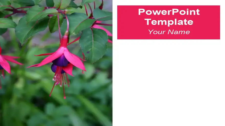 Fuchsia PowerPoint Template