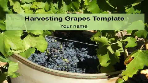 Harvesting Grapes Template