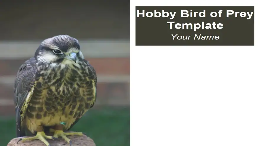 Hobby Bird of Prey Template