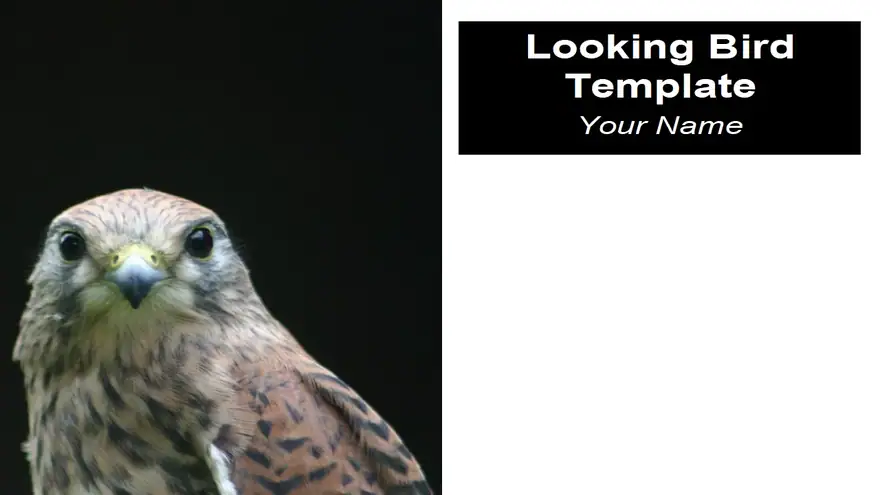 Looking Bird PowerPoint Template