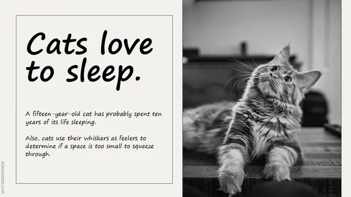 Simple and Formal Black & White free presentation template.