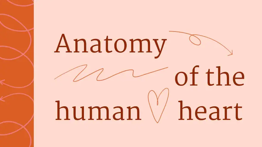 Structure and Function of the Human Heart Slides