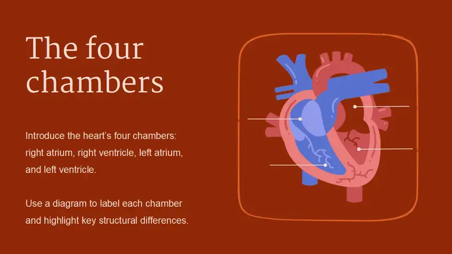 Structure and Function of the Human Heart Slides