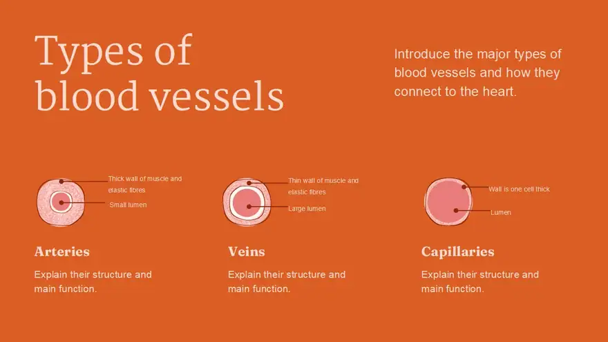 Structure and Function of the Human Heart Slides