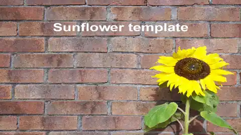Sunflower PowerPoint Template 2