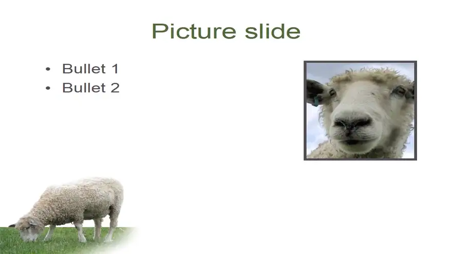 Woolly Sheep PowerPoint Template
