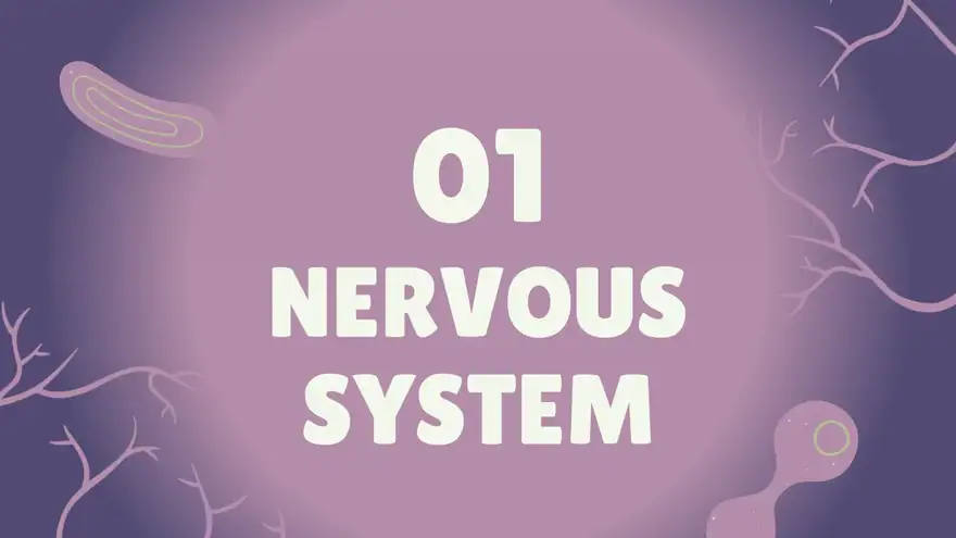 Introduction to the Nervous System Slides
