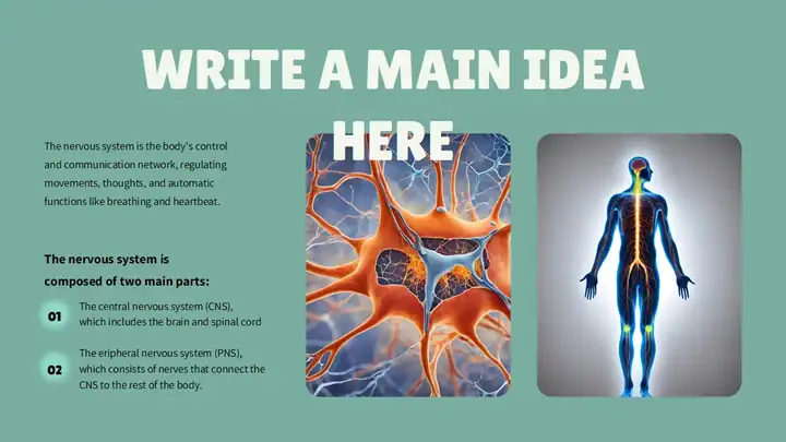 Introduction to the Nervous System Slides