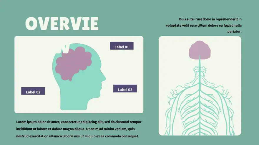 Introduction to the Nervous System Slides