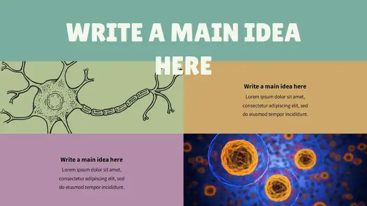 Introduction to the Nervous System Slides