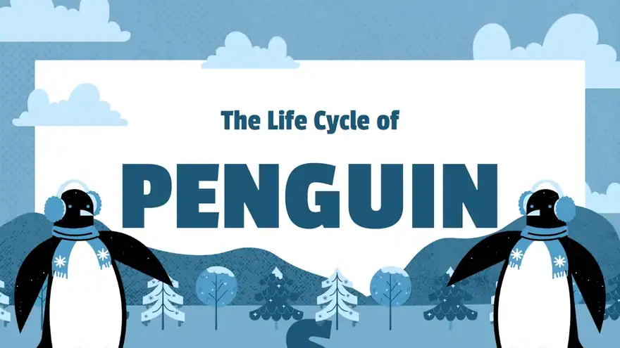 Life Cycle of Penguin Lesson Slides