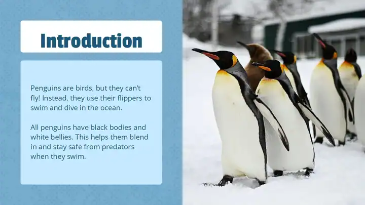 Life Cycle of Penguin Lesson Slides