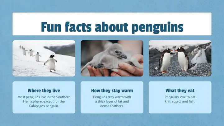 Life Cycle of Penguin Lesson Slides
