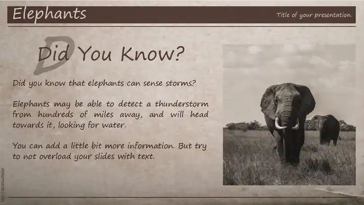 MacCarthy Old Newspaper theme for Google Slides, Canva and ppt. Updated Template.