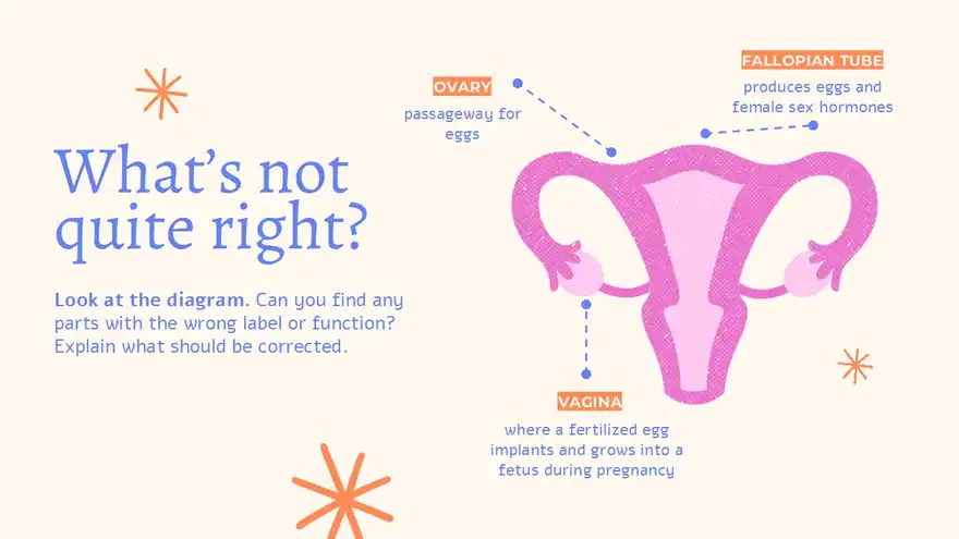 Menstrual Cycle Slides For Grade 10