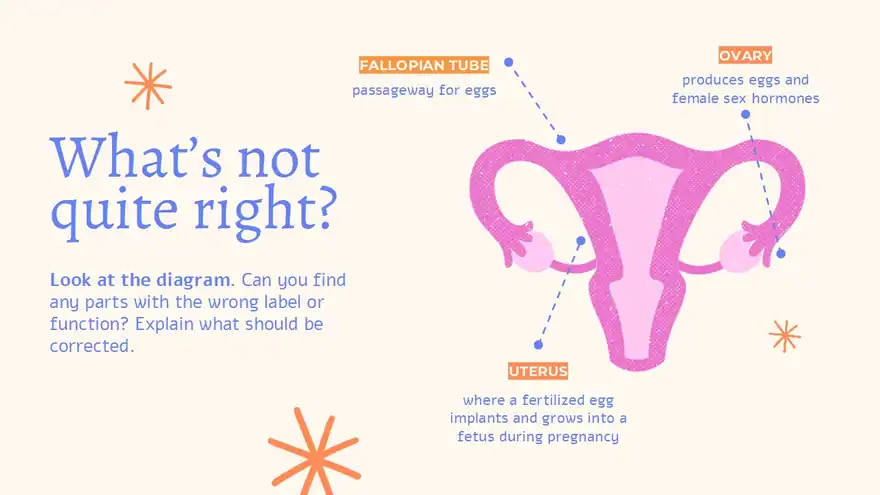 Menstrual Cycle Slides For Grade 10