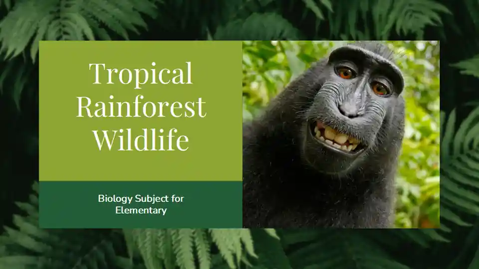Minimal Biology Rainforest Wildlife Slides