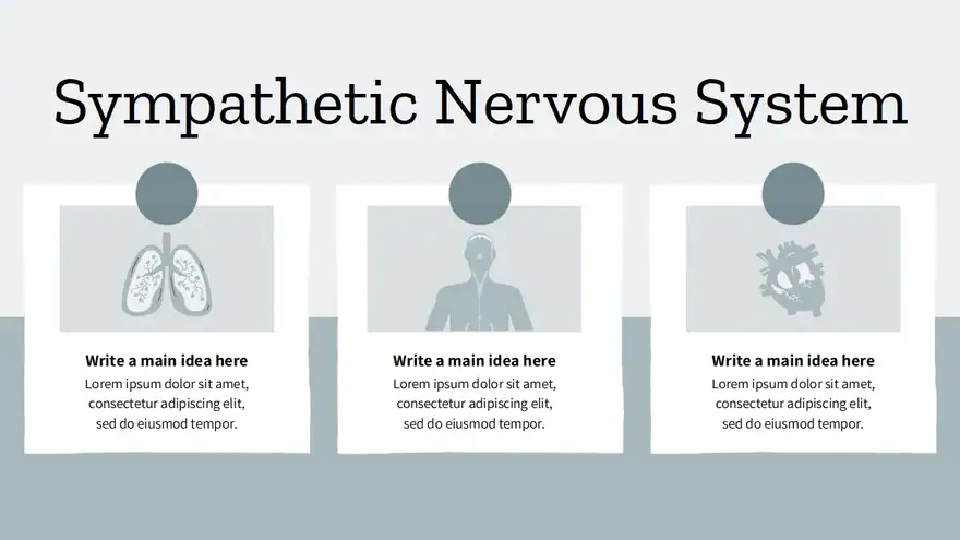 Nervous System Lesson Slides