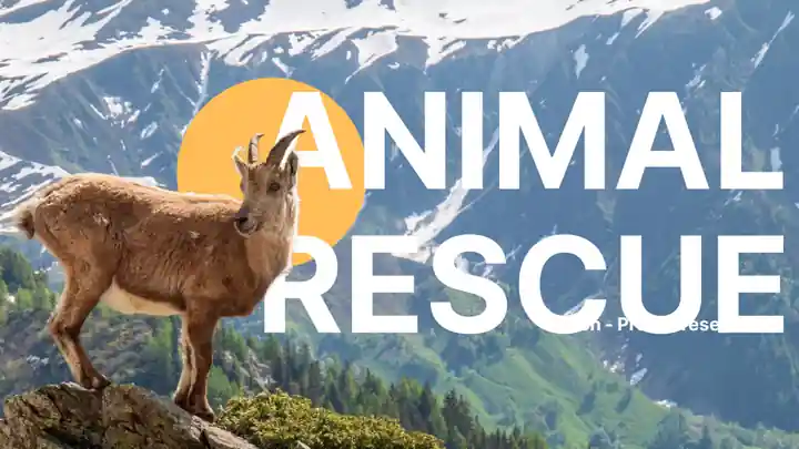 Minimal Animal Rescue Slides