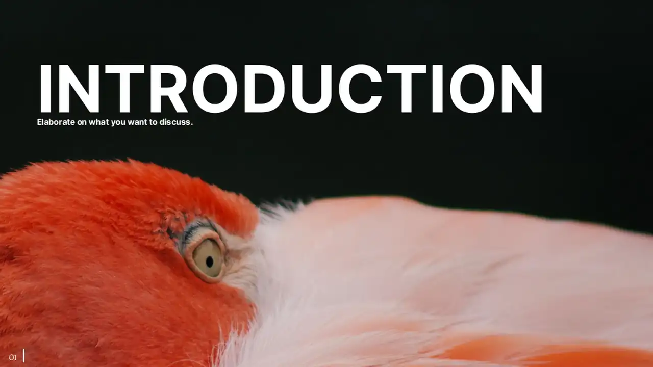 Minimal Animal Rescue Slides