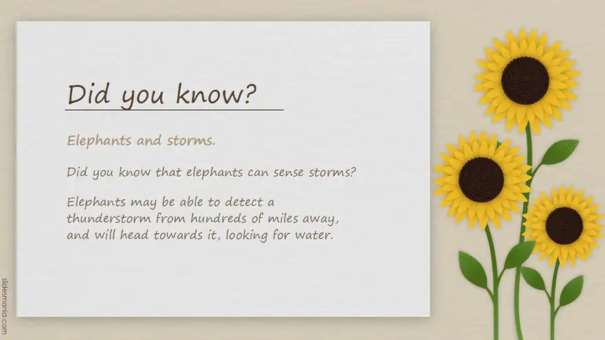 Cute sunflowers, Google Slides and ppt template.