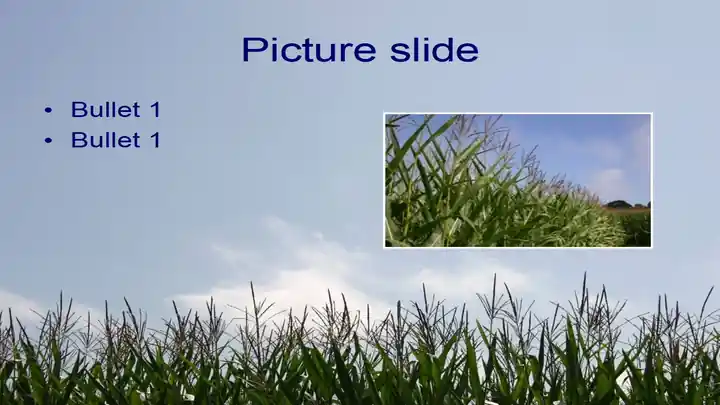 Maize PowerPoint template